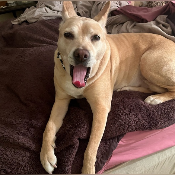 Meet Your Posher #2 Hi, I’m Kristen! Comments maxed on MTP #1, Thank You, PFF’s! - Picture 5 of 16